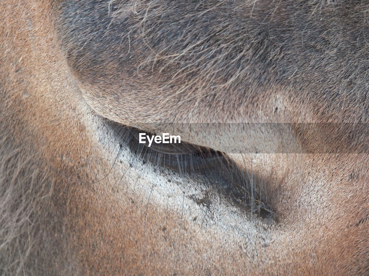 CLOSE-UP OF HORSE IN A ANIMAL