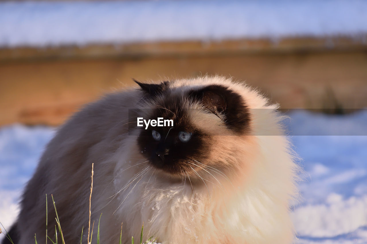 CLOSE-UP OF CAT