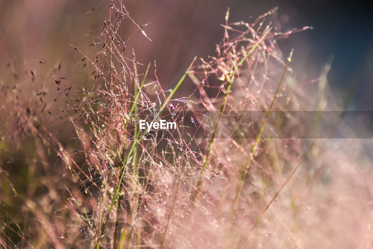 Dreamy photo of wild grass