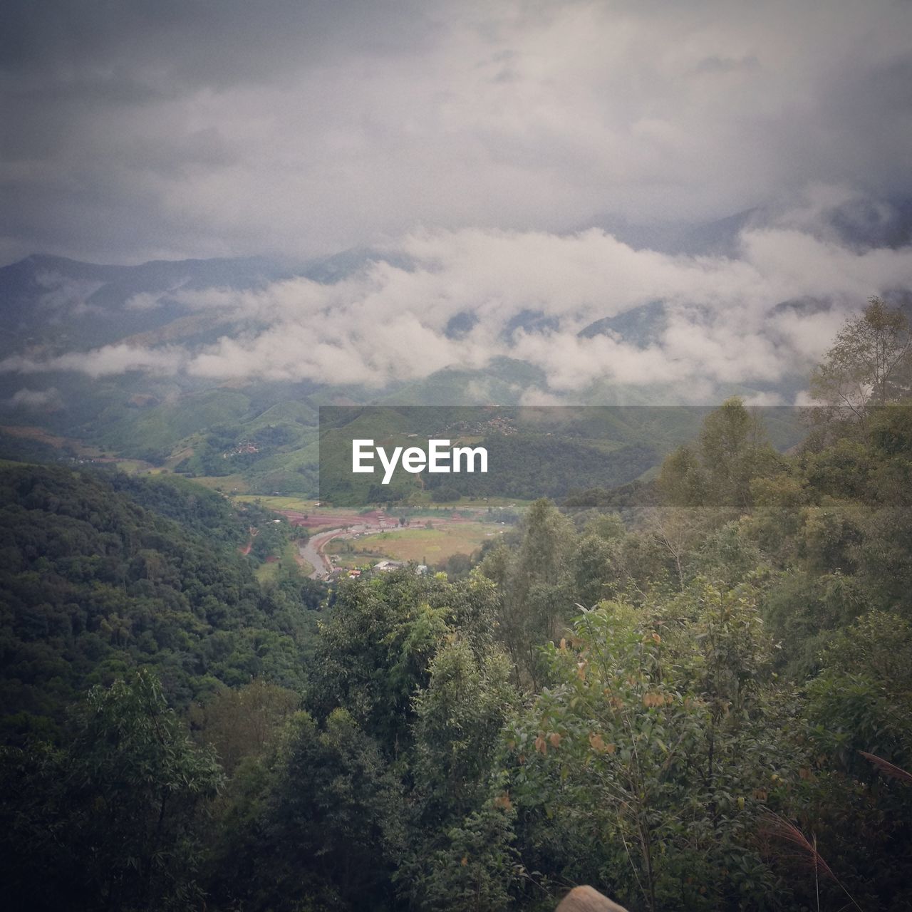 SCENIC VIEW OF FOREST AGAINST SKY