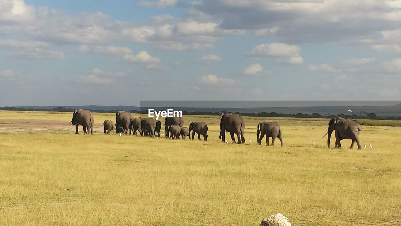 HORSES GRAZING ON FIELD