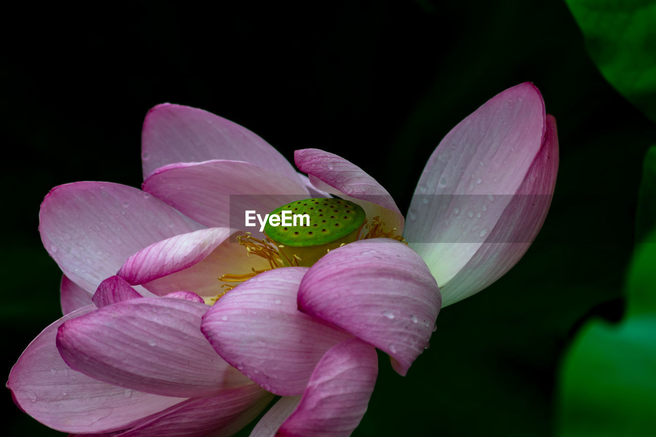 Close-up of pink lotus water lily