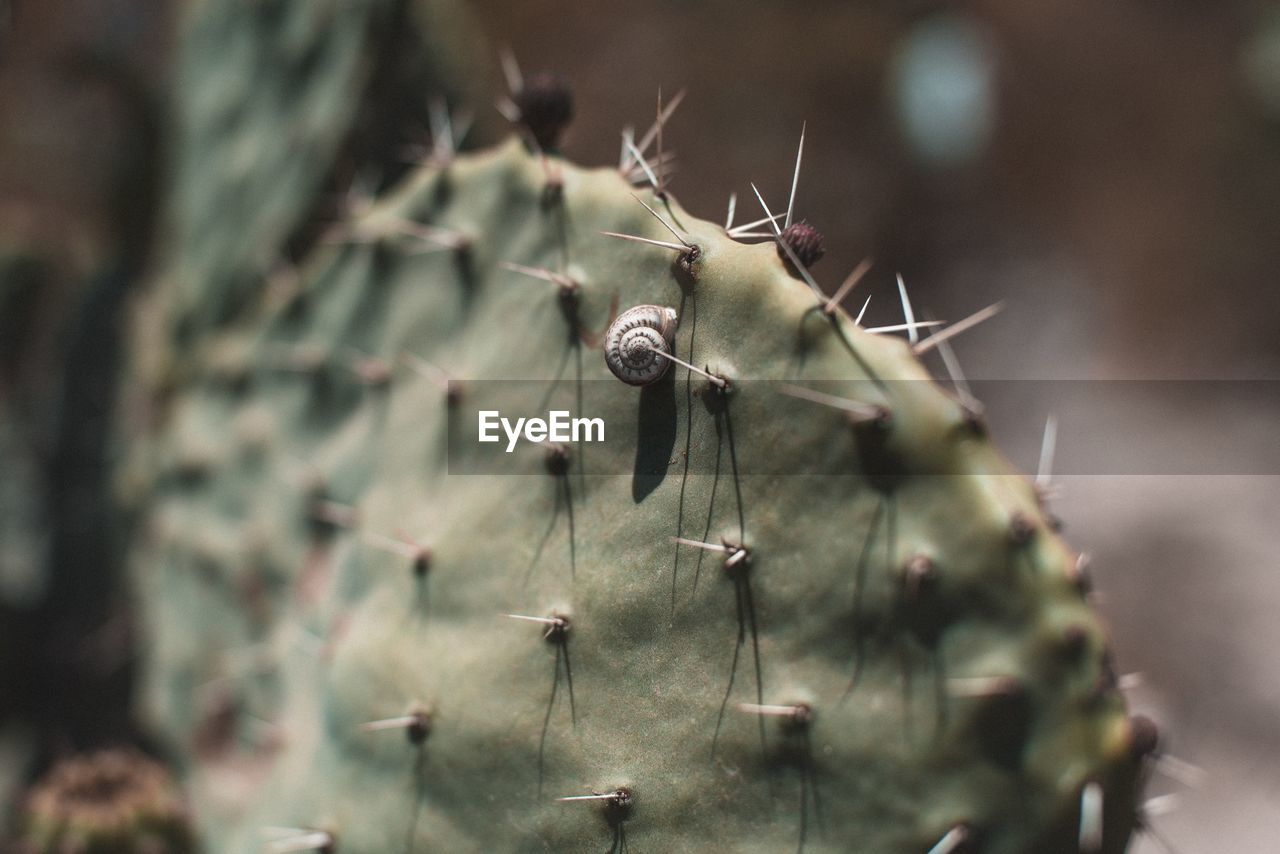 Close-up of prickly pear cactus