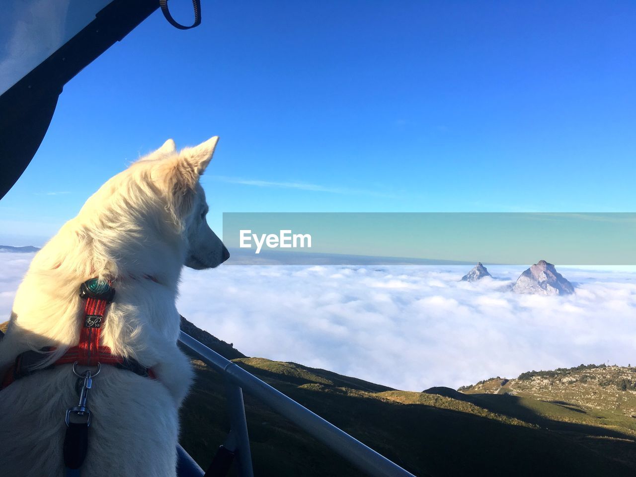 VIEW OF A DOG AGAINST SKY