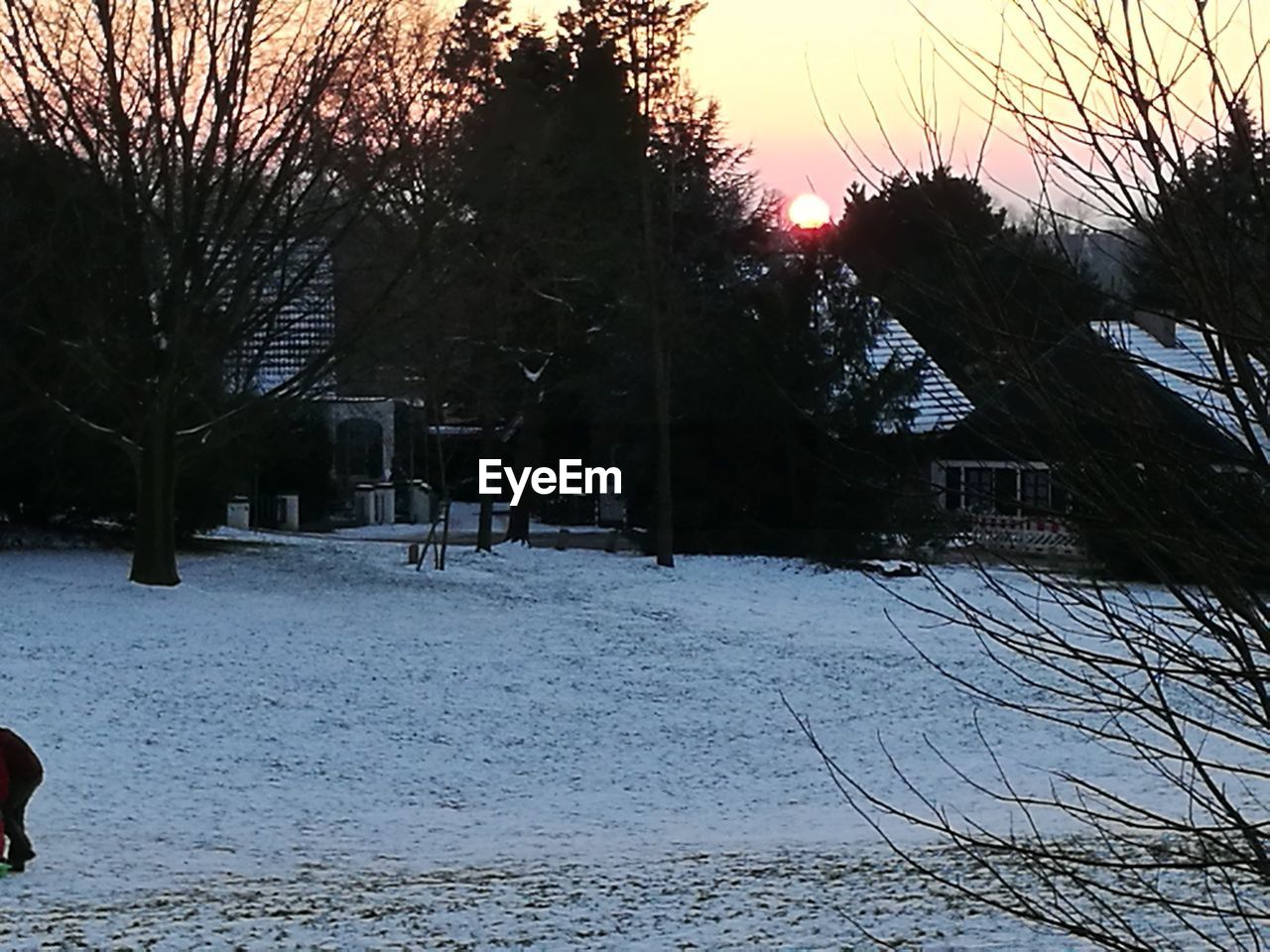 BARE TREES IN SNOW DURING WINTER