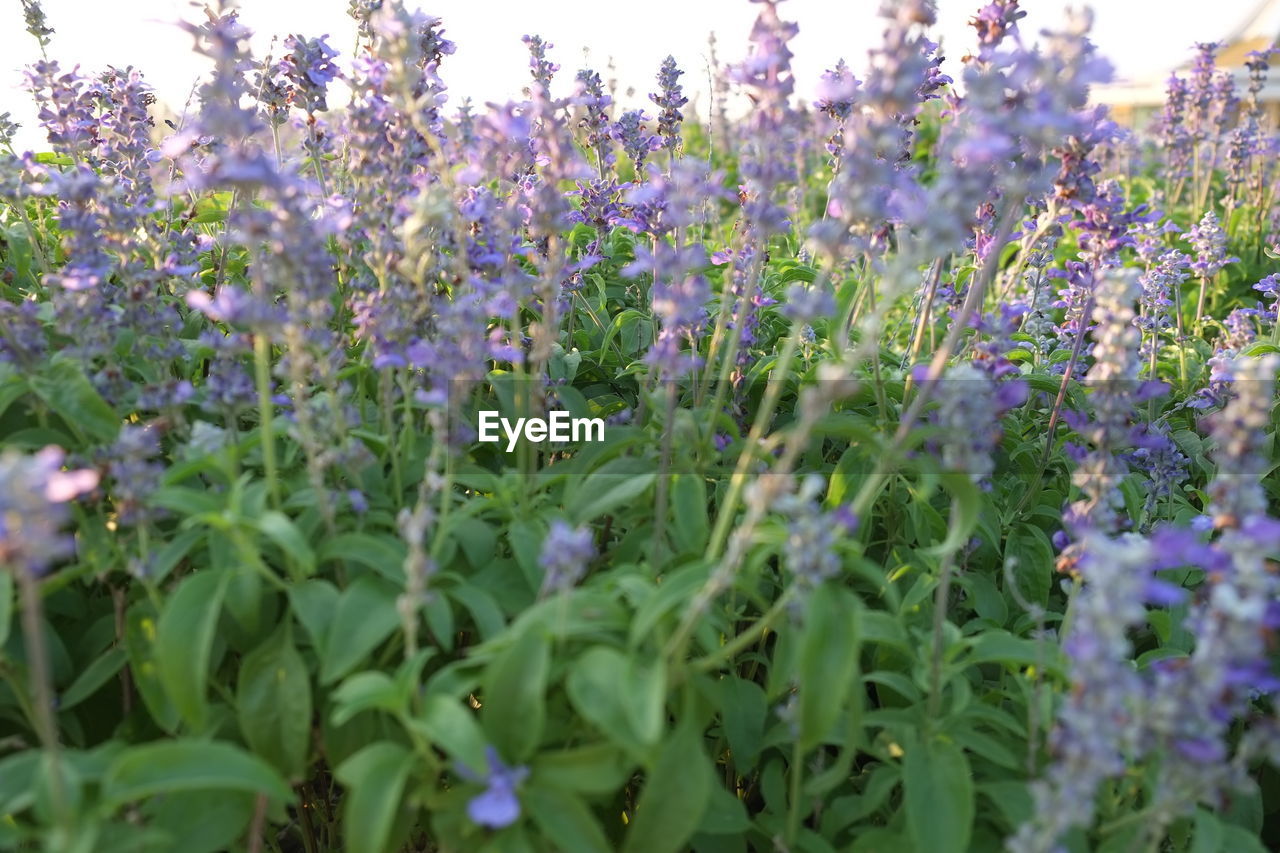 CLOSE-UP OF PURPLE FLOWERS GROWING ON PLANT AT FIELD