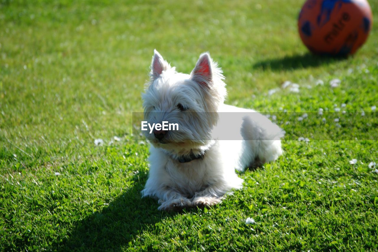 Close-up portrait of a dog on grass