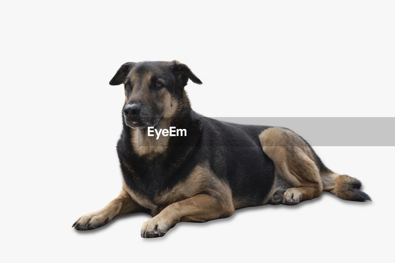 PORTRAIT OF A DOG OVER WHITE BACKGROUND