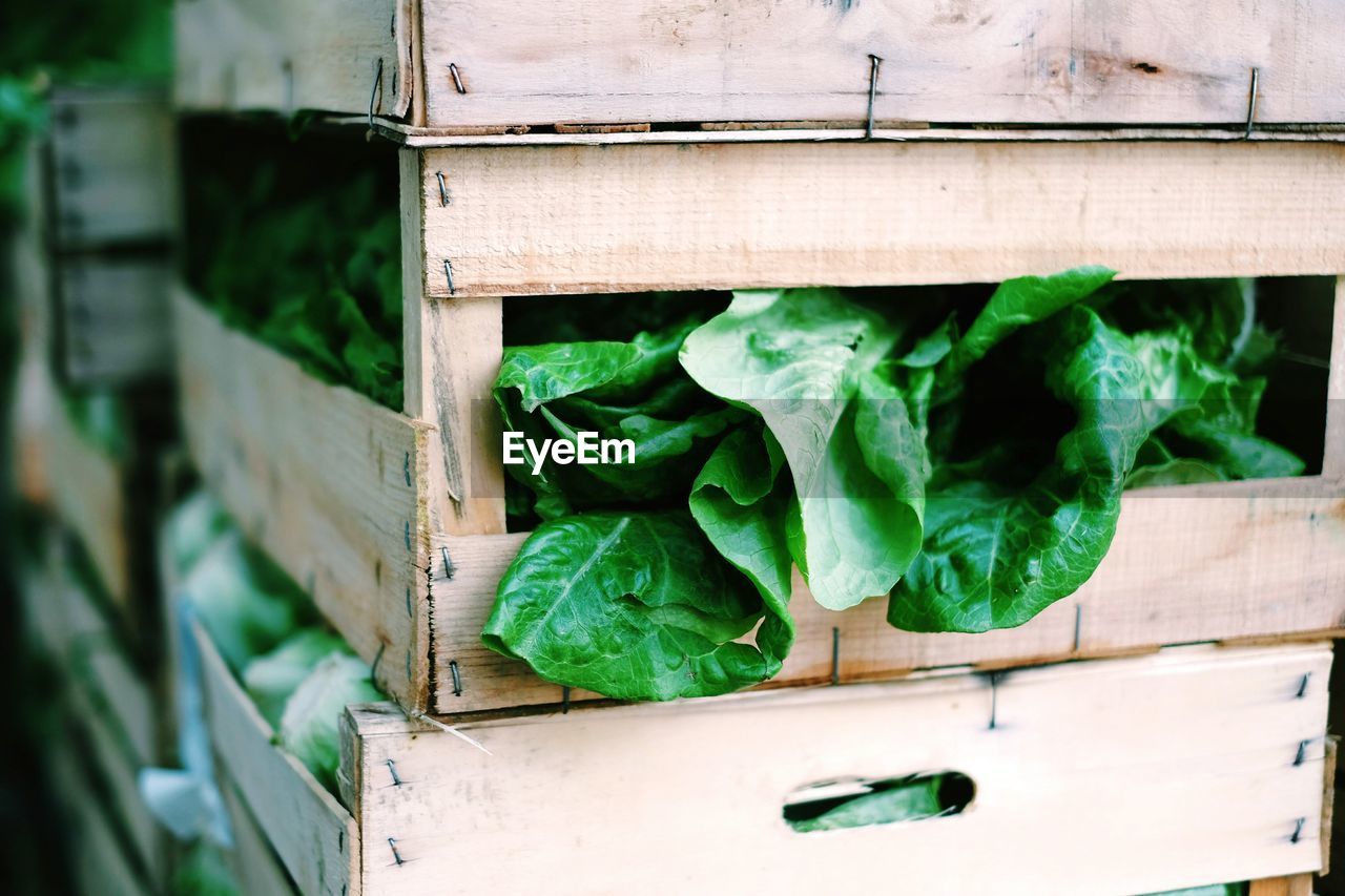 Close-up of lettuce vegetable on wooden crate