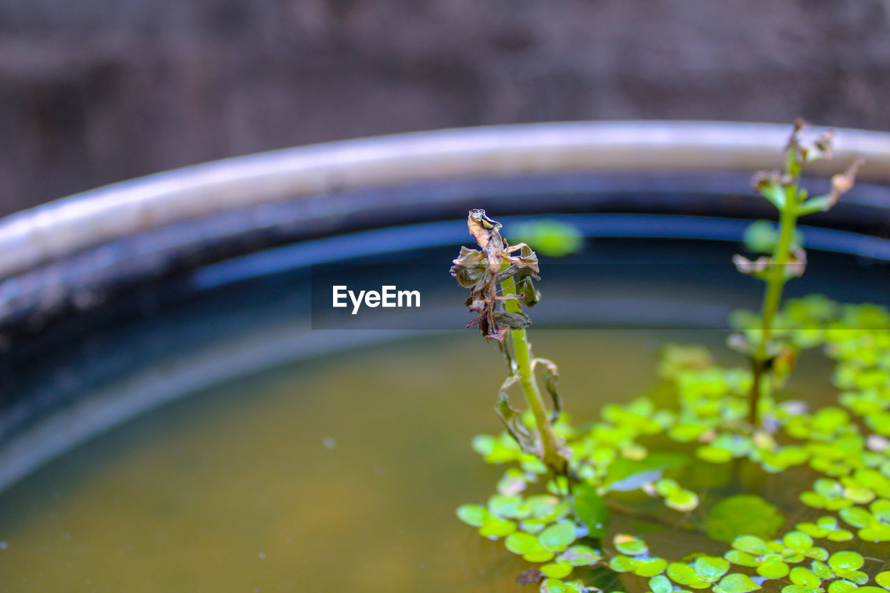 CLOSE-UP OF FLOWERING PLANT AGAINST WATER