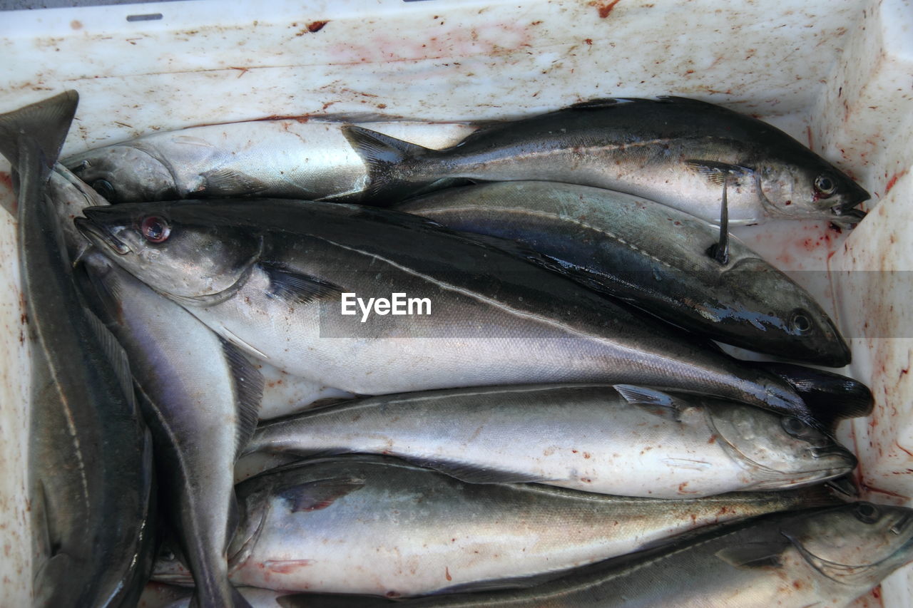 High angle view of dead fish in container