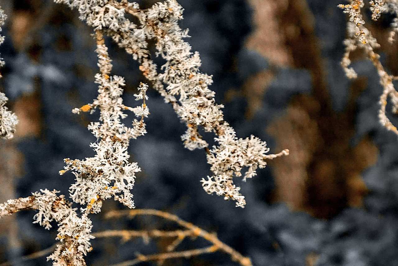 Close-up of cherry blossoms