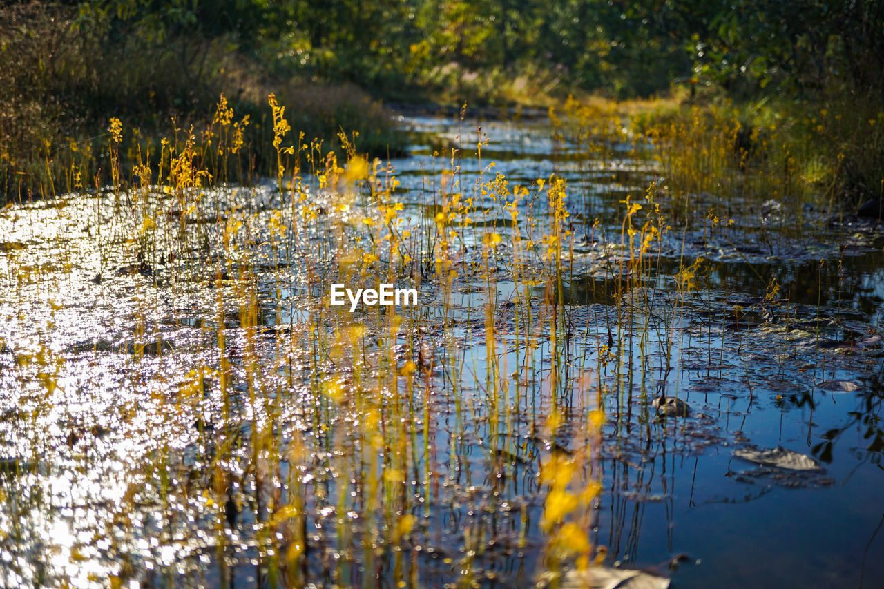 reflection, autumn, leaf, nature, water, plant, natural environment, beauty in nature, lake, sunlight, tree, no people, tranquility, woodland, yellow, flower, growth, wetland, day, land, environment, forest, wilderness, outdoors, scenics - nature, tranquil scene, morning, non-urban scene, stream, landscape, swamp