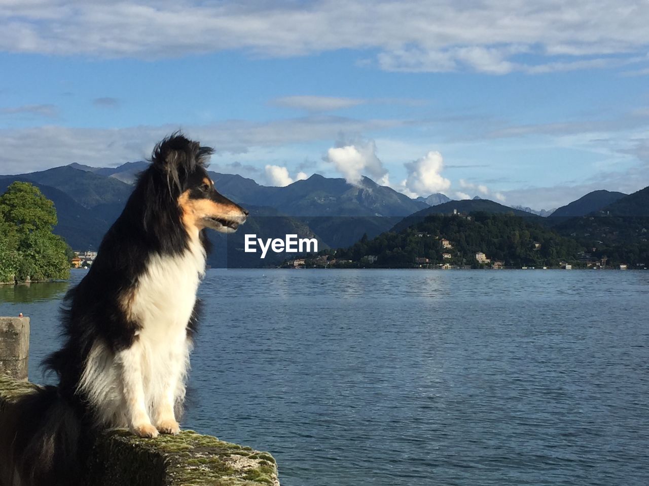 Hund see berge italien