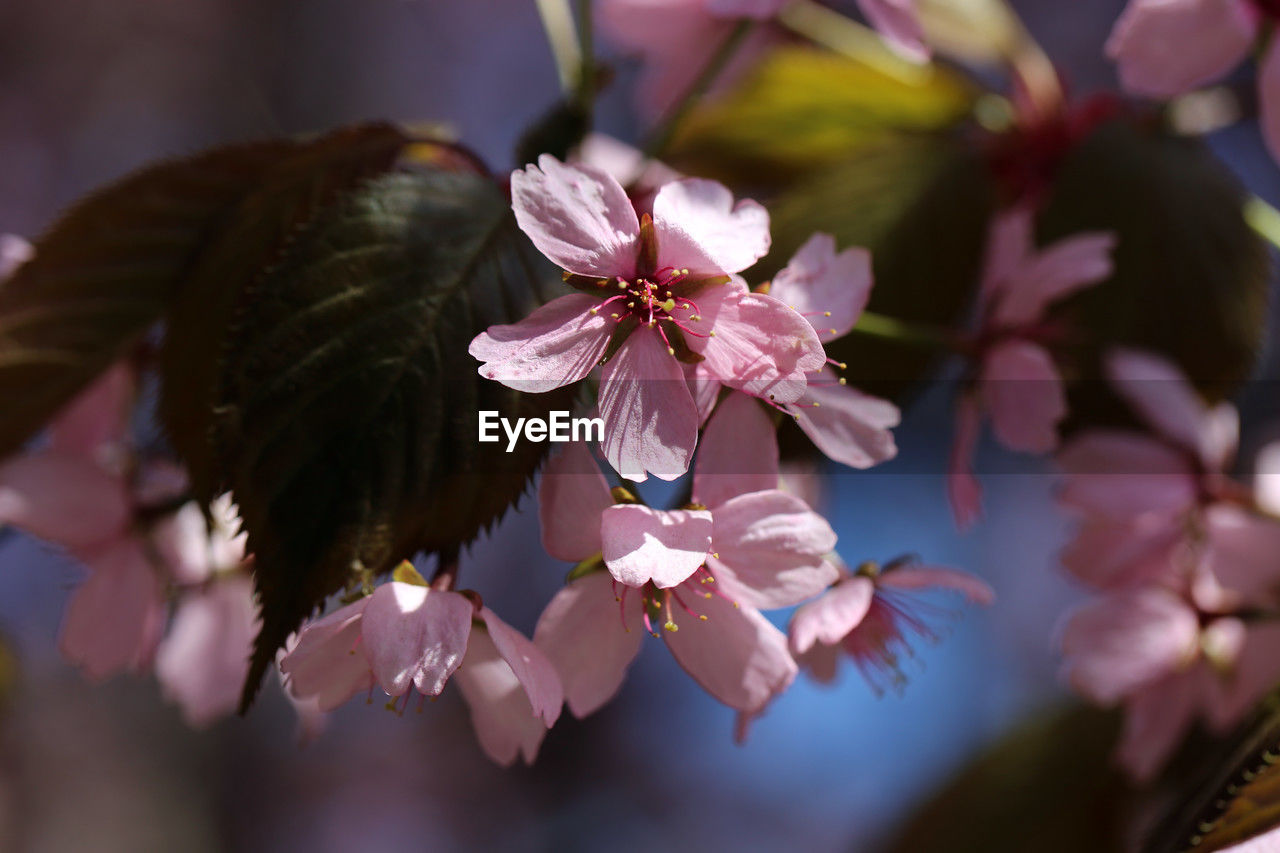 flower, flowering plant, plant, beauty in nature, freshness, spring, fragility, blossom, nature, pink, springtime, close-up, macro photography, growth, flower head, tree, petal, inflorescence, outdoors, no people, selective focus, cherry blossom, focus on foreground, branch, botany, day, pollen