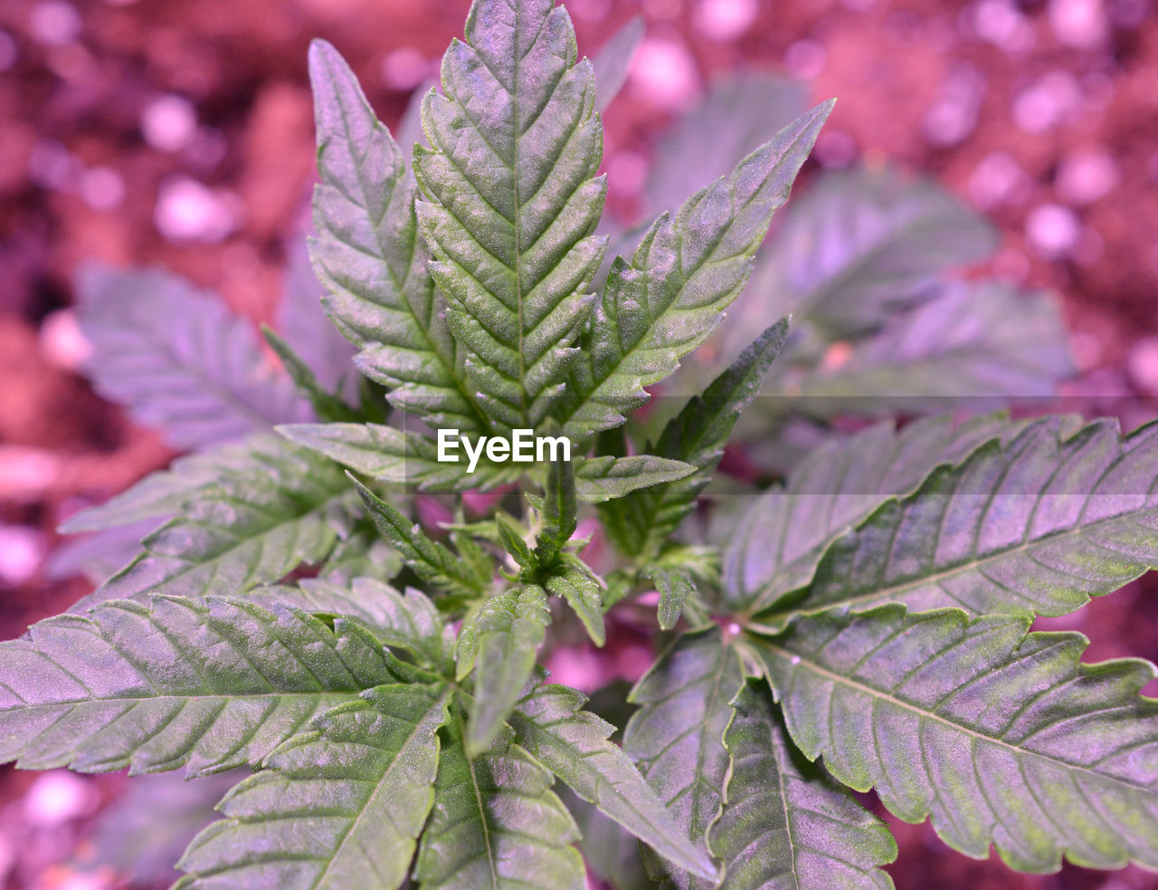 CLOSE-UP OF GREEN LEAVES