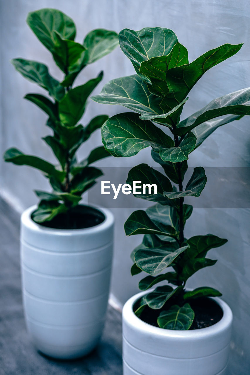 Close-up of potted plant on floor