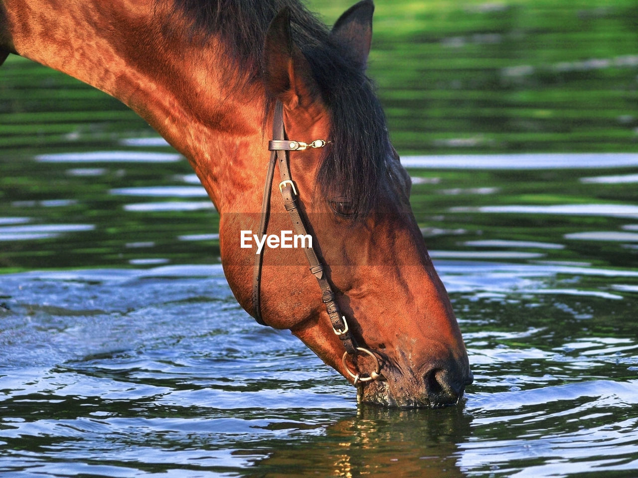 Close-up of horse drinking water in lake