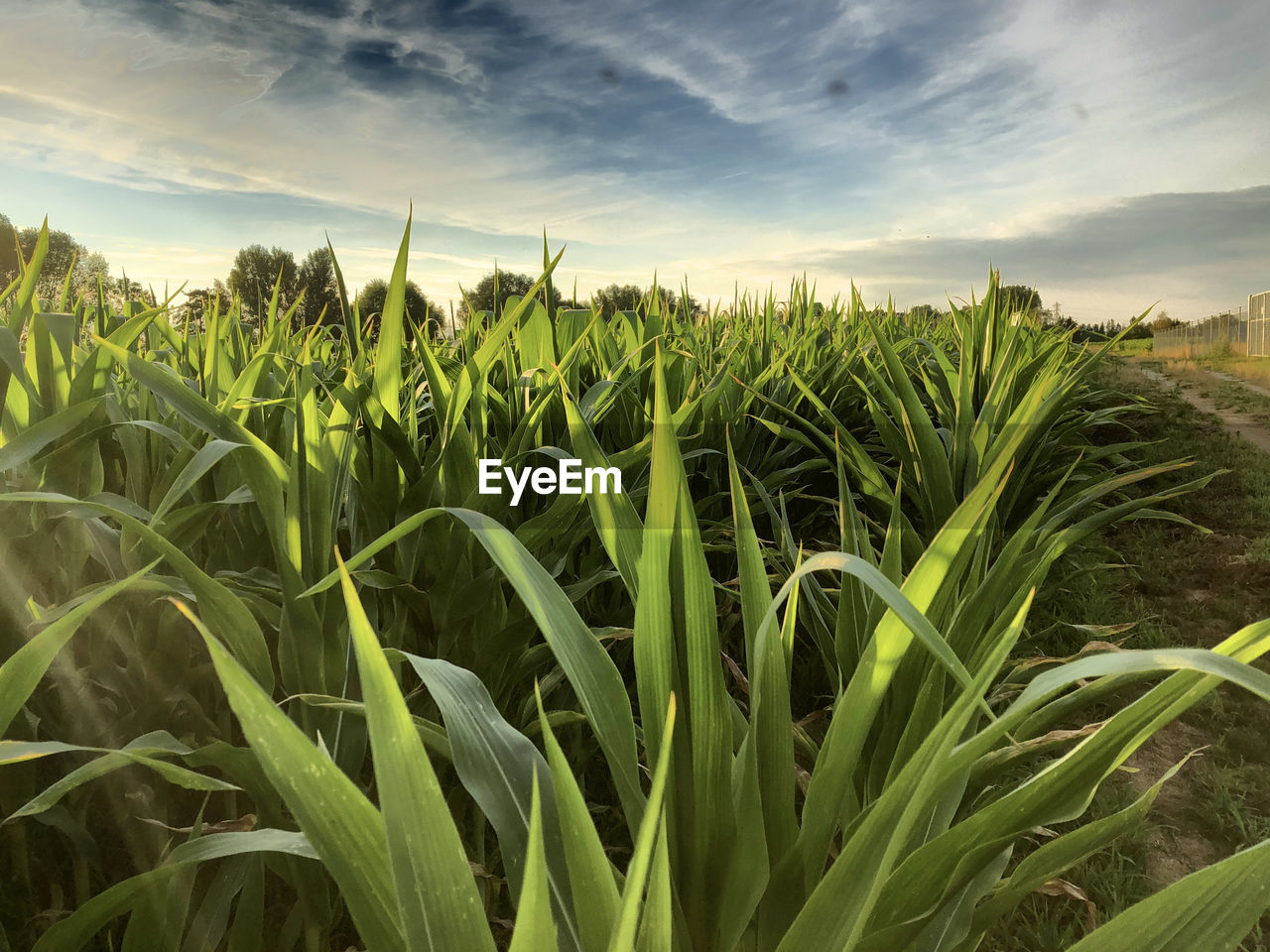 CORN FIELD AGAINST SKY