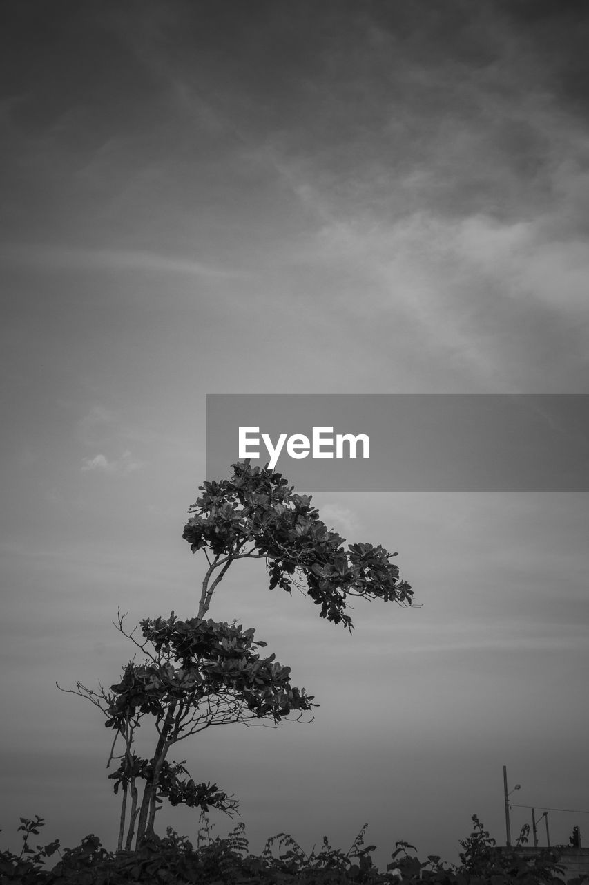 View of tree against the sky