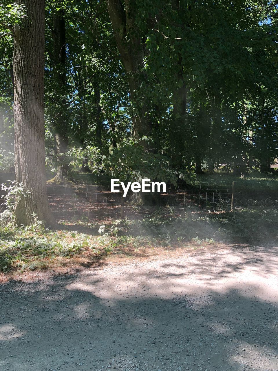 VIEW OF TREES GROWING IN FOREST