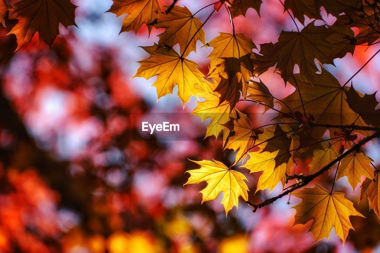 Close-up of yellow maple leaves on tree