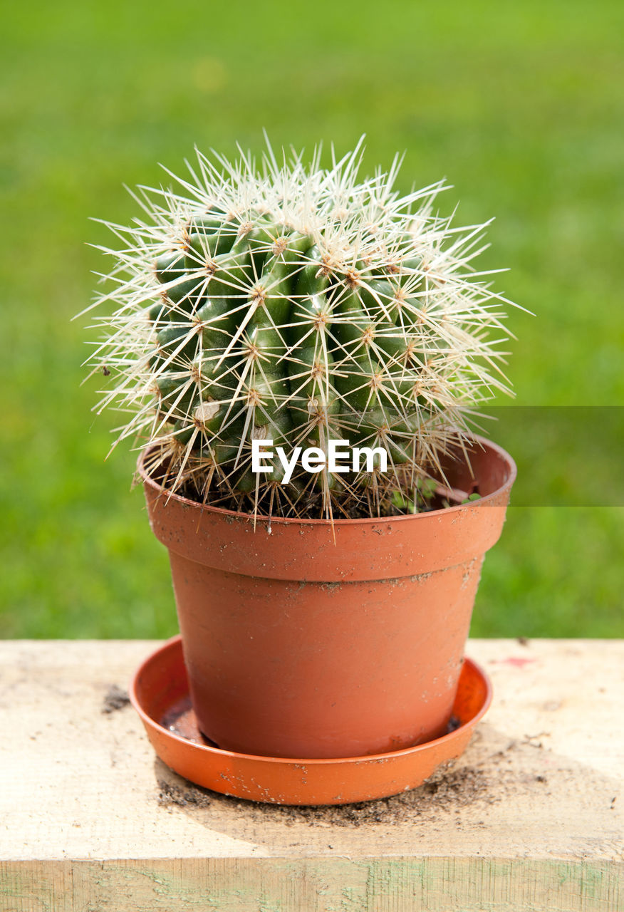 Potted cactus plant on retaining wall