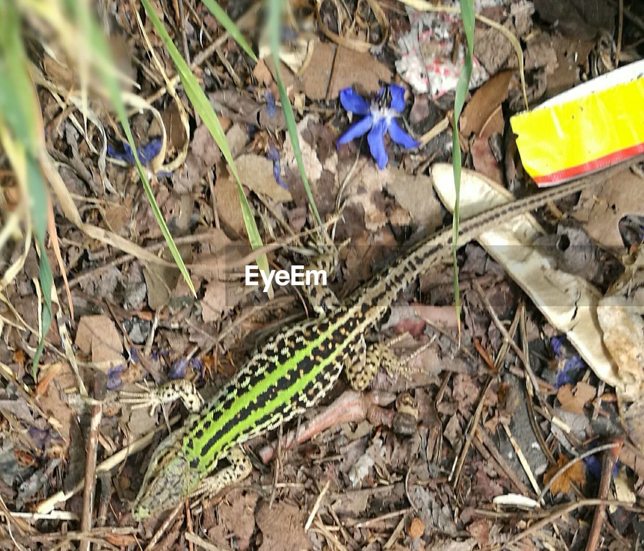 HIGH ANGLE VIEW OF LIZARD