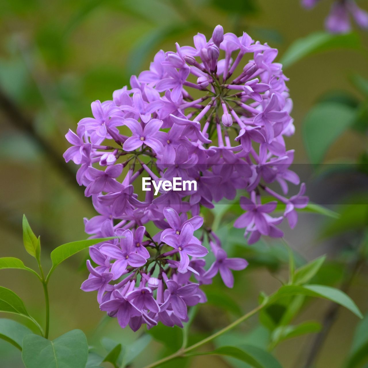 Close-up of purple flowering plants