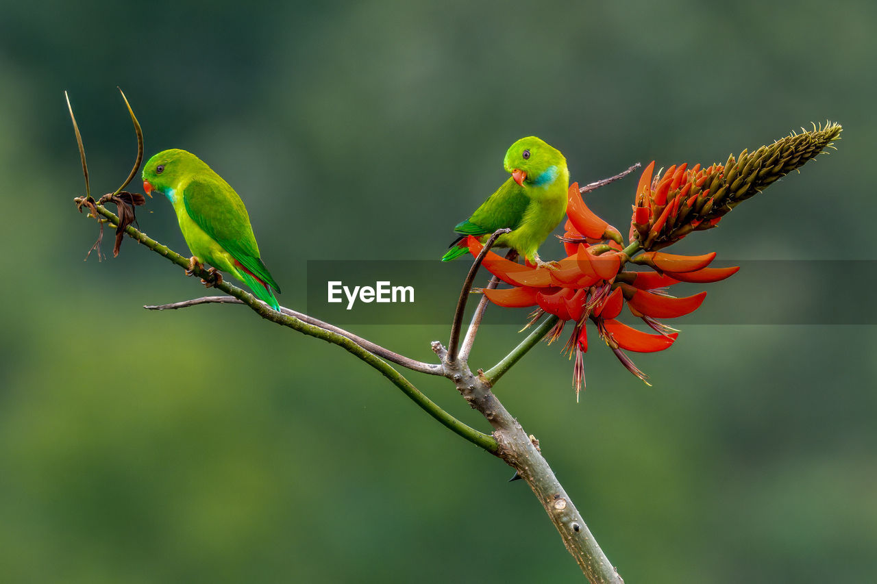 low angle view of bird perching on branch