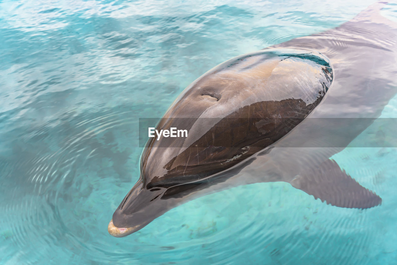 HIGH ANGLE VIEW OF FISH SWIMMING UNDERWATER