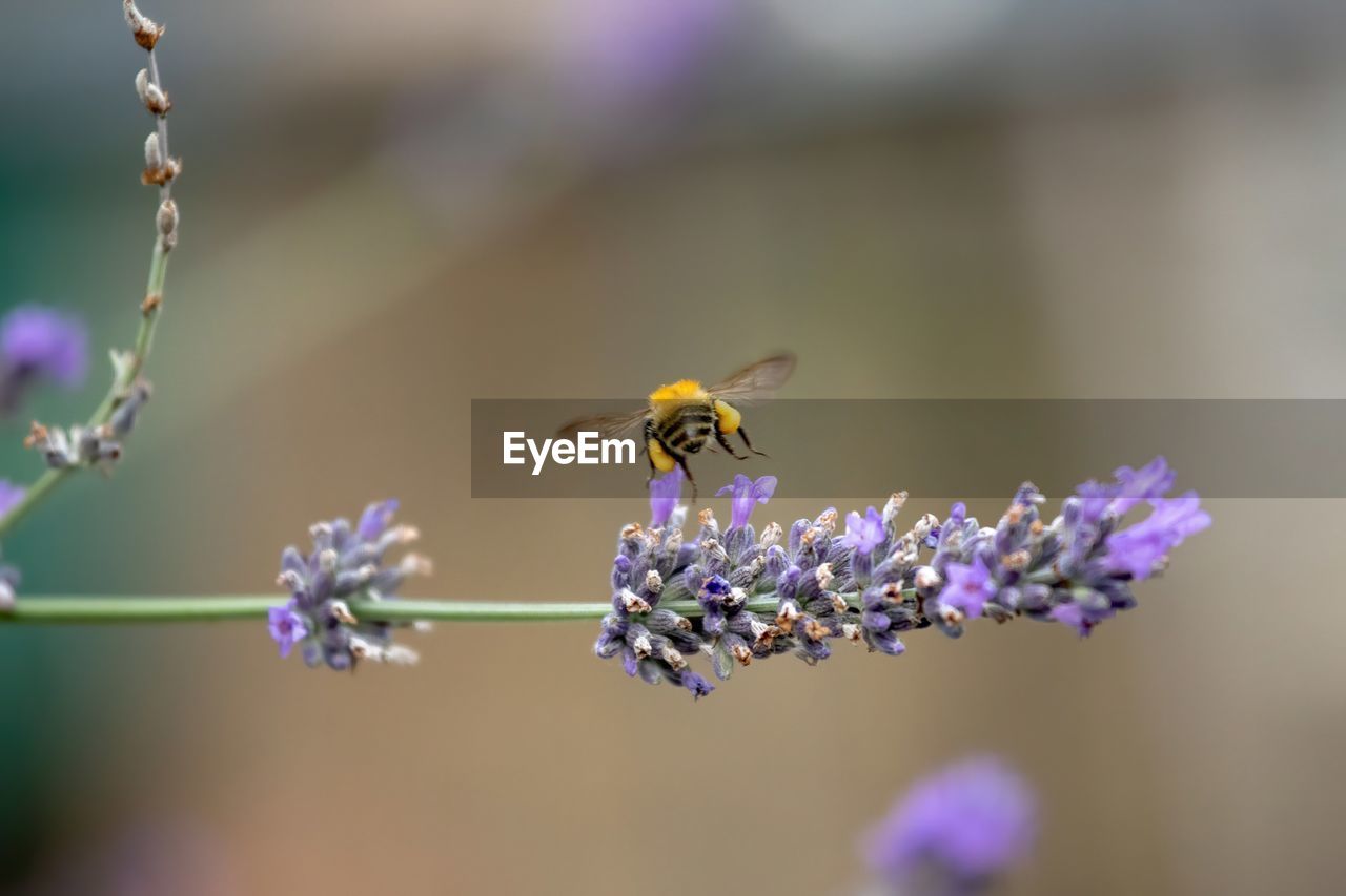 Close-up of bee pollinating on lavender