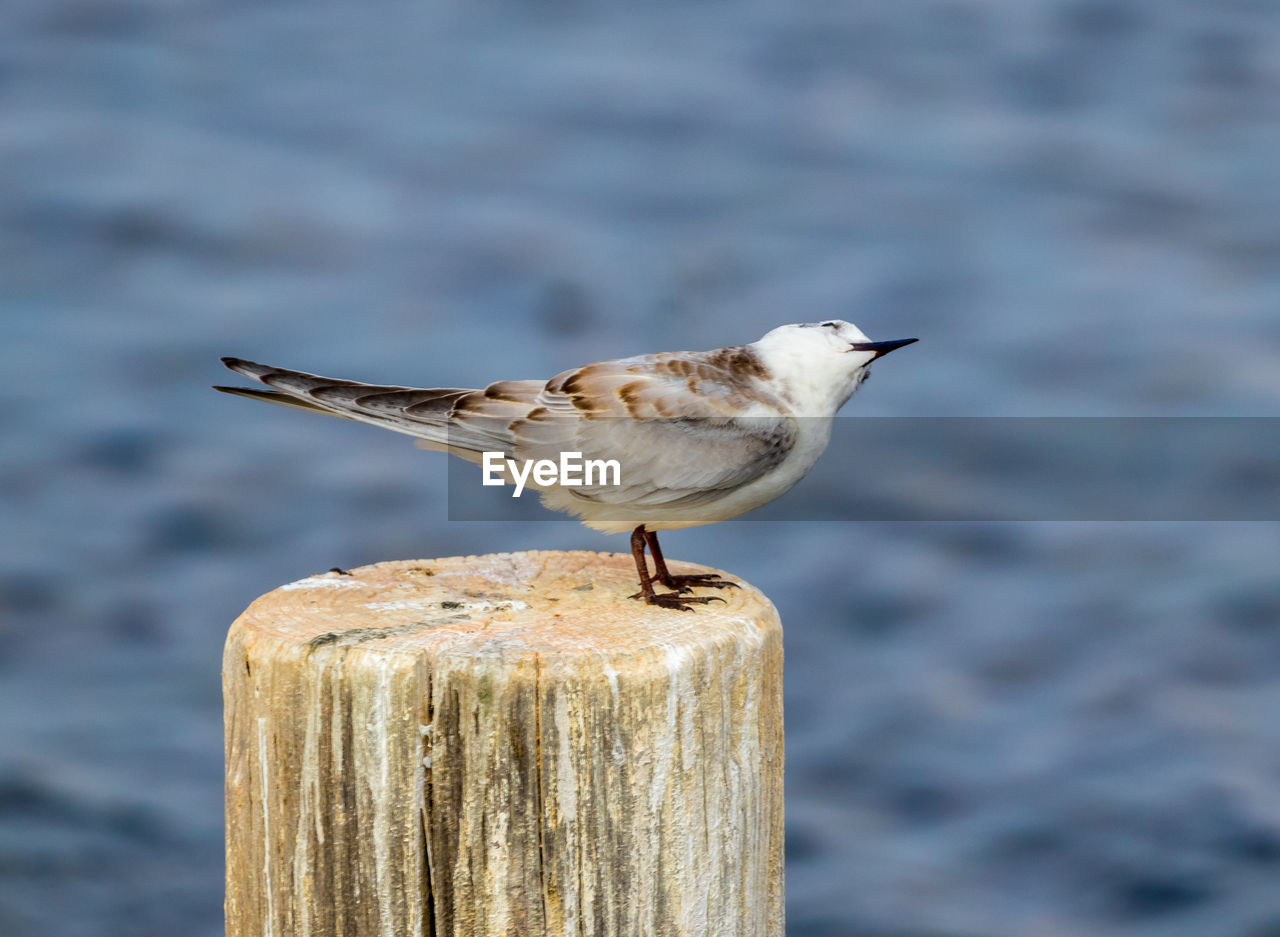 CLOSE-UP OF SEAGULLS PERCHING ON WOODEN POST