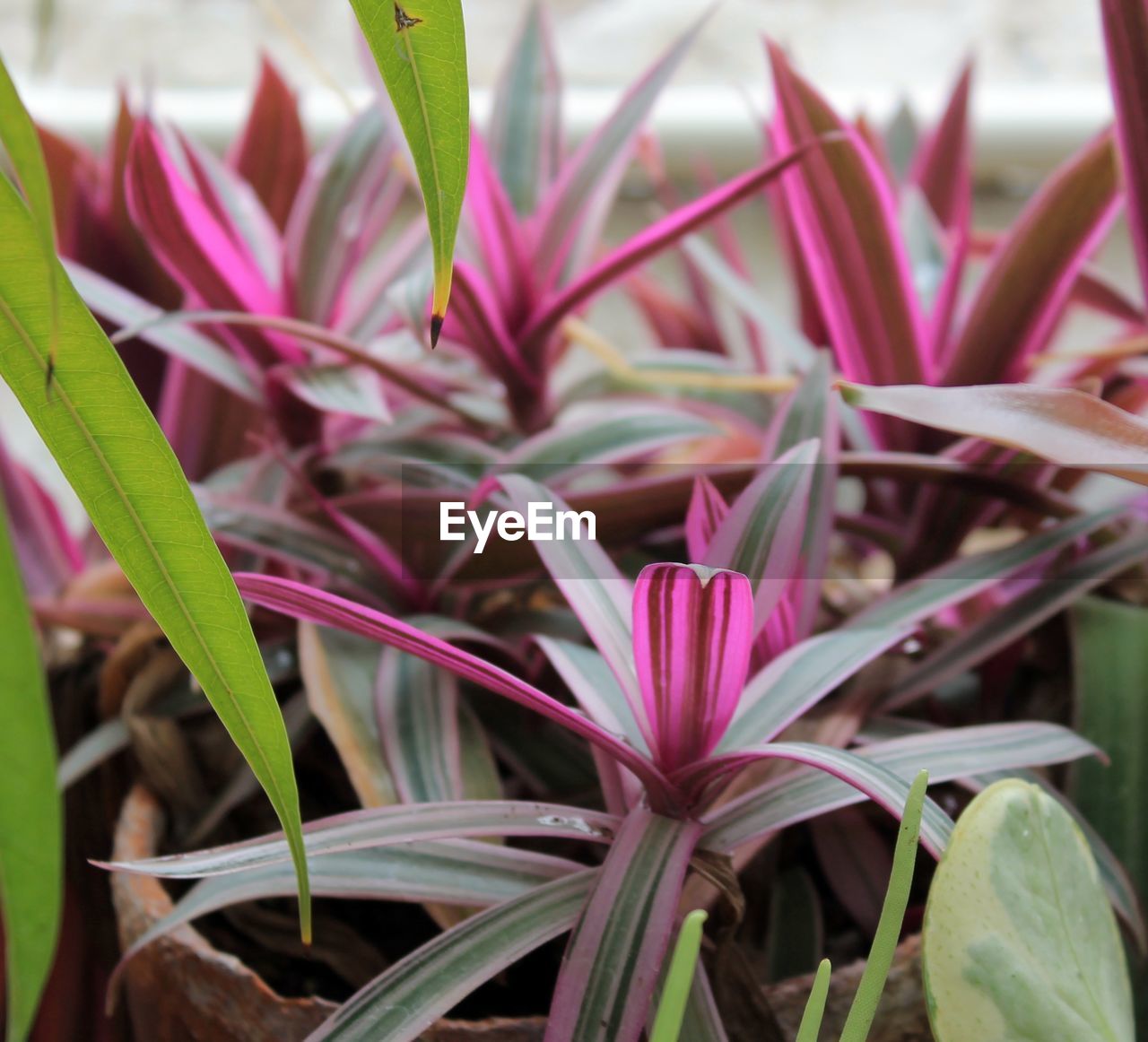 Close-up of pink flower