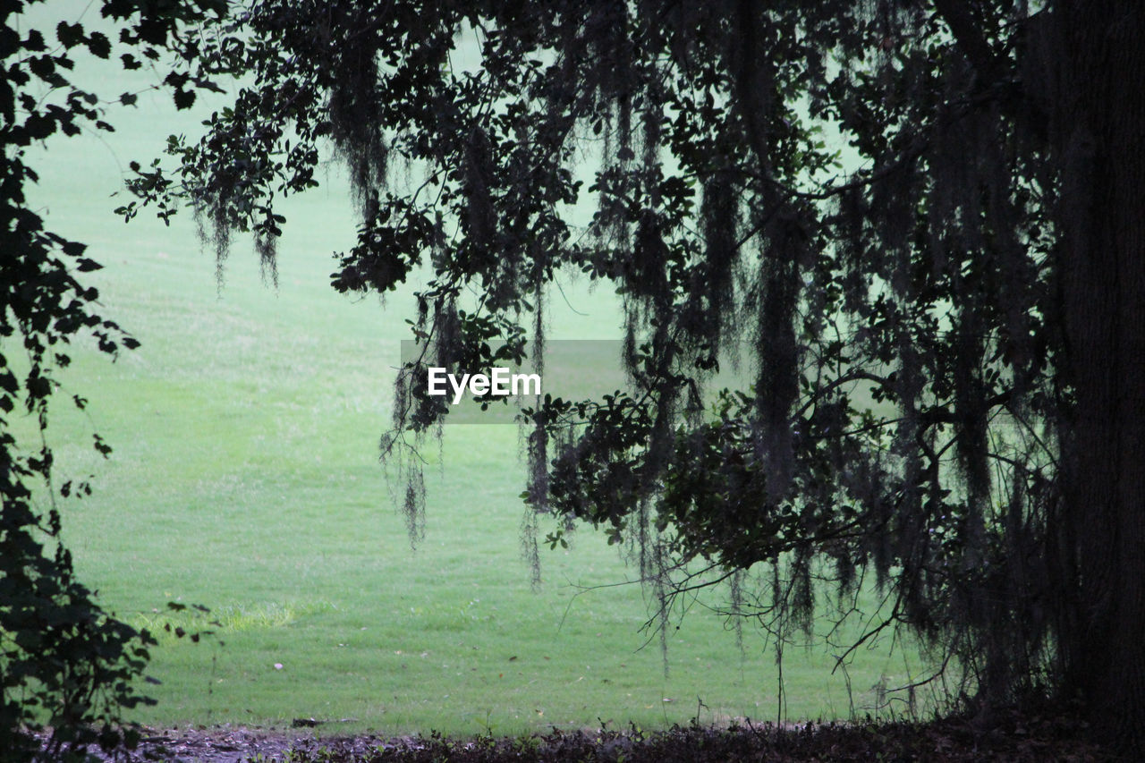 Scenic view of trees