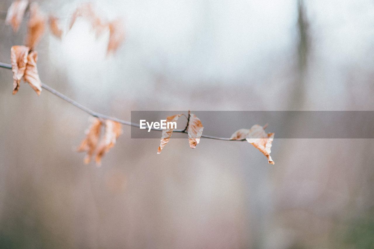 Close-up of dry leaves on branch