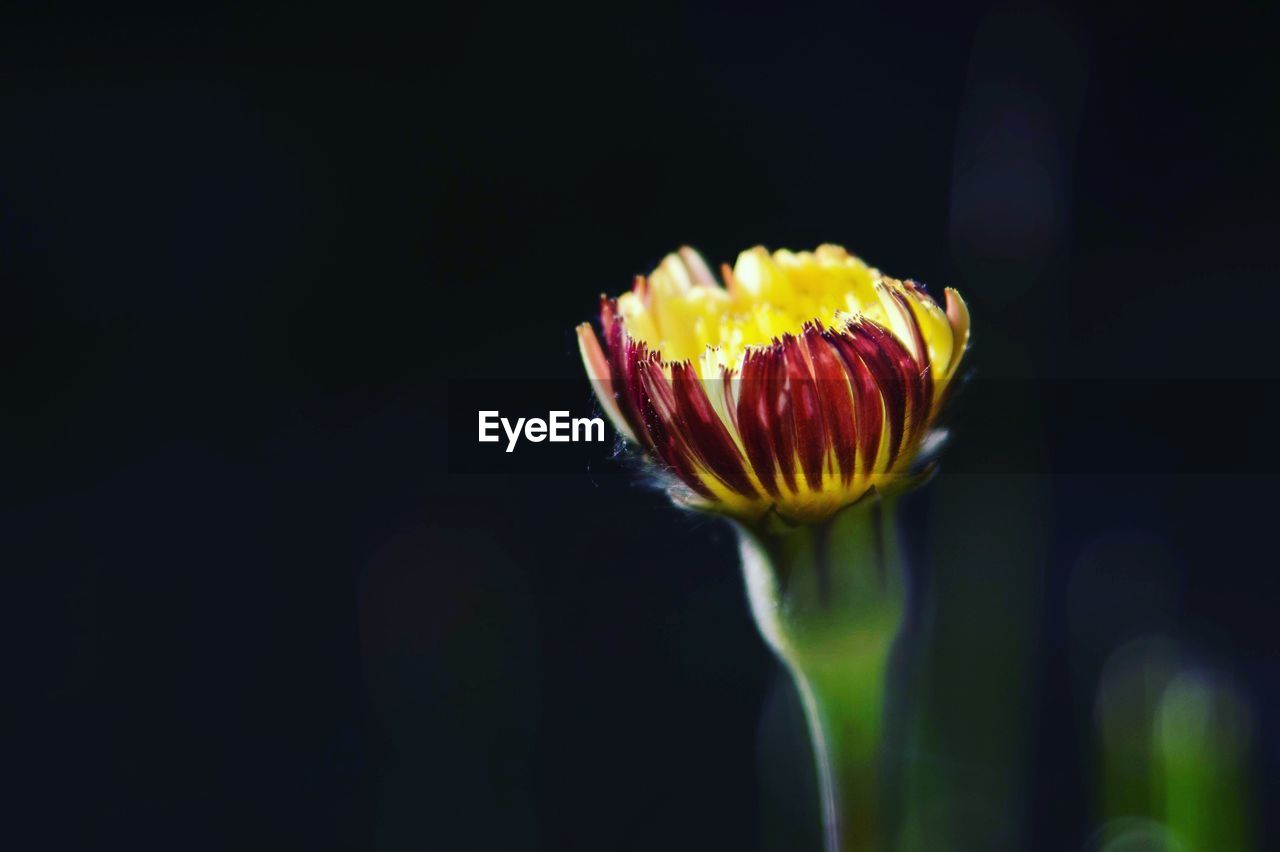 Close-up of yellow flower against black background