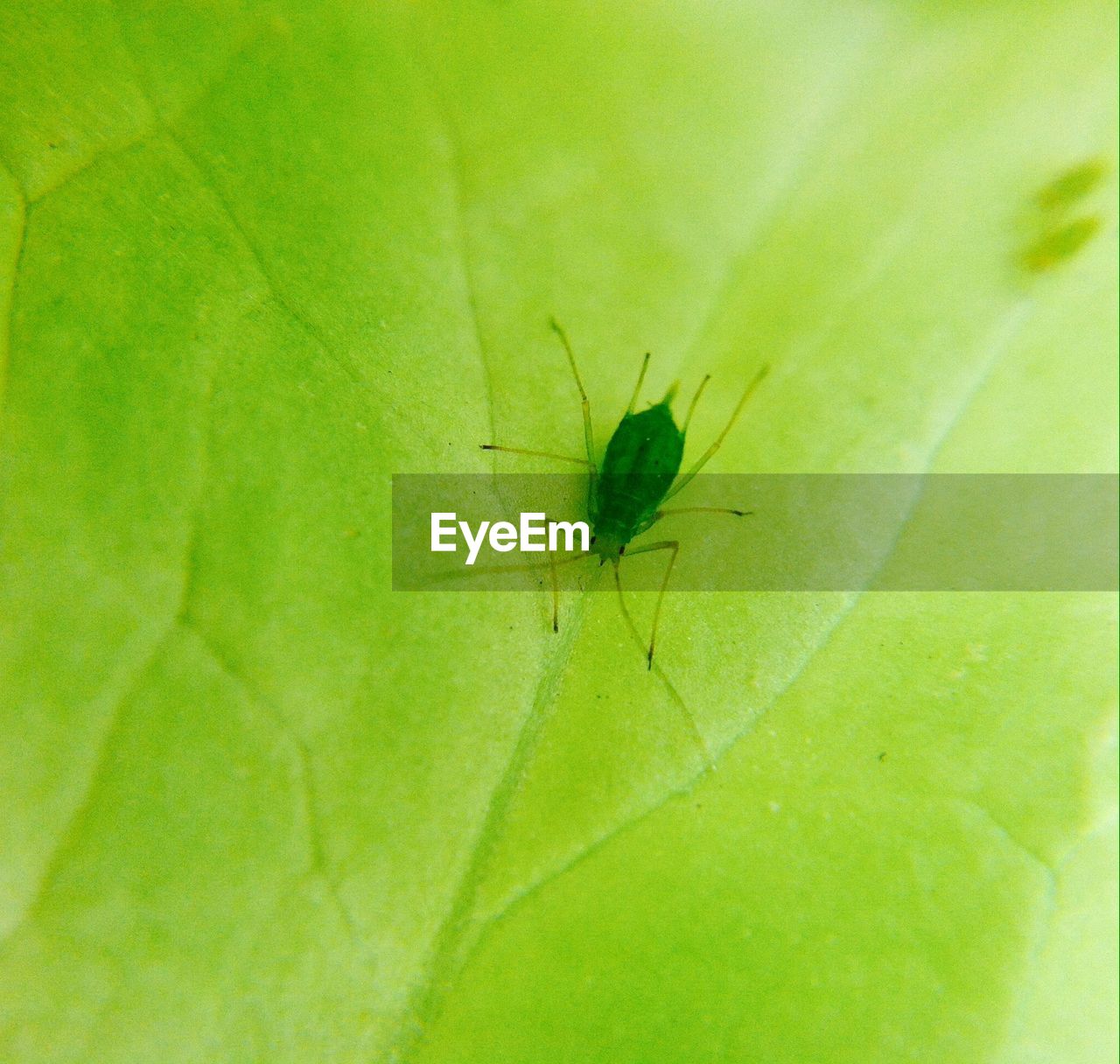 CLOSE-UP OF SPIDER ON WHITE SURFACE
