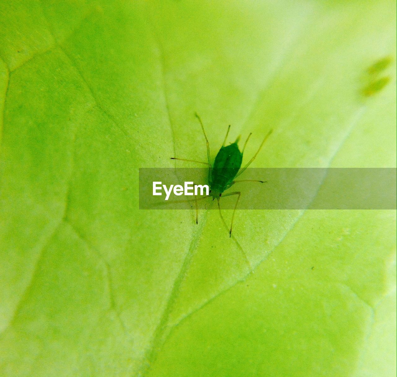 CLOSE-UP OF SPIDER ON WHITE SURFACE