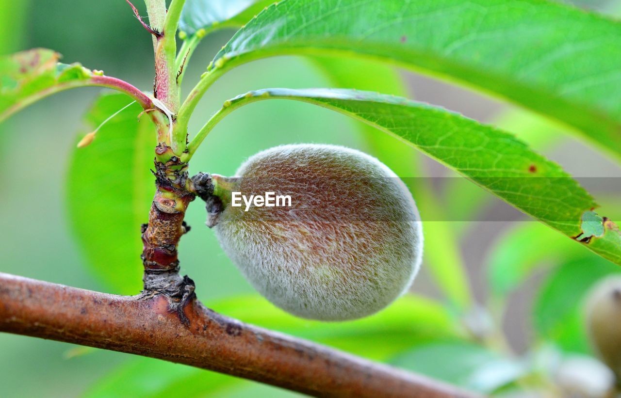 CLOSE-UP OF BERRIES ON TREE