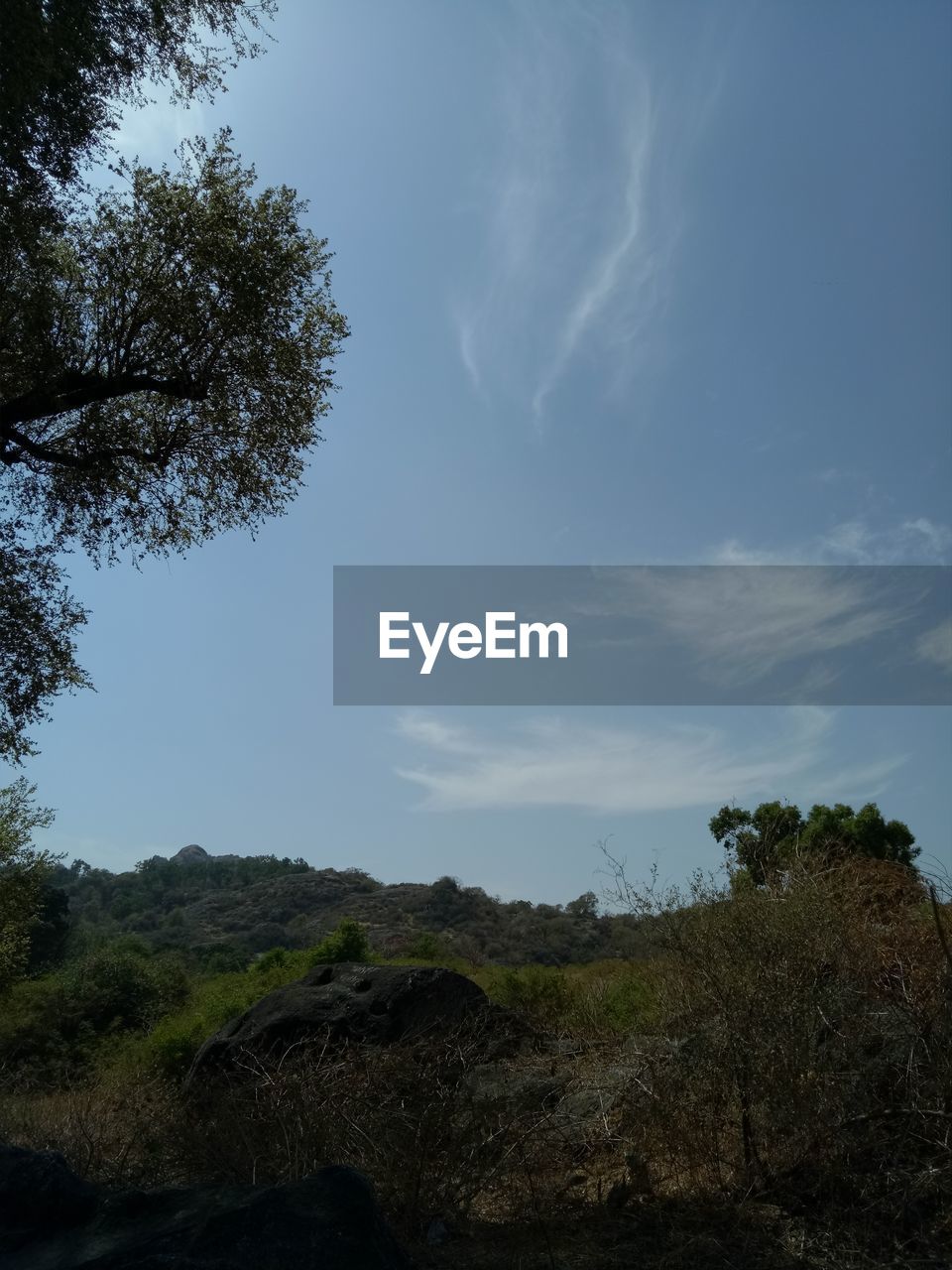 LOW ANGLE VIEW OF TREES AGAINST CLEAR SKY