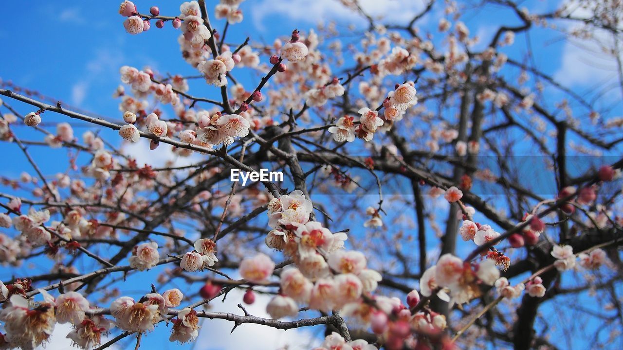 Low angle view of cherry blossoms in spring