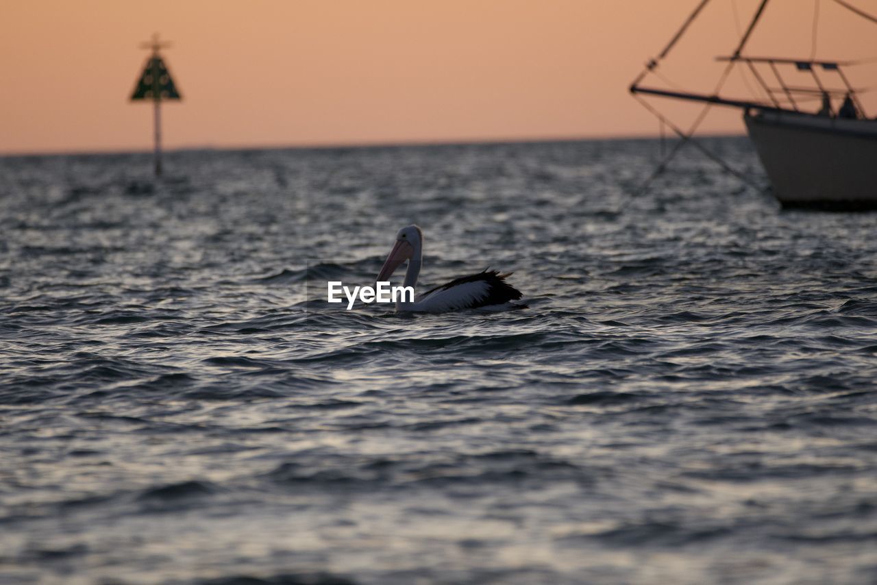 Pelican in sea against sky during sunset