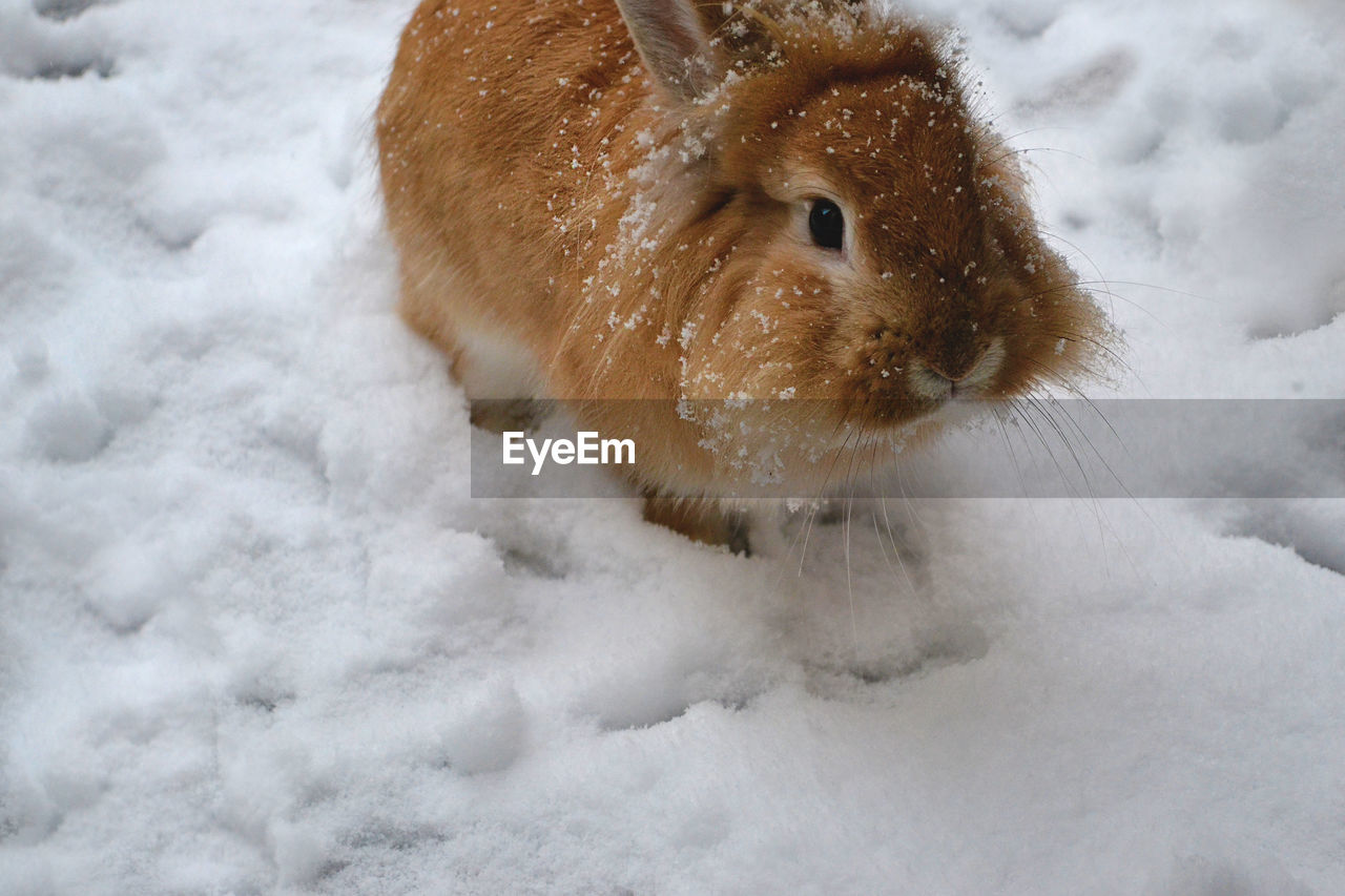 Rabbit on snow