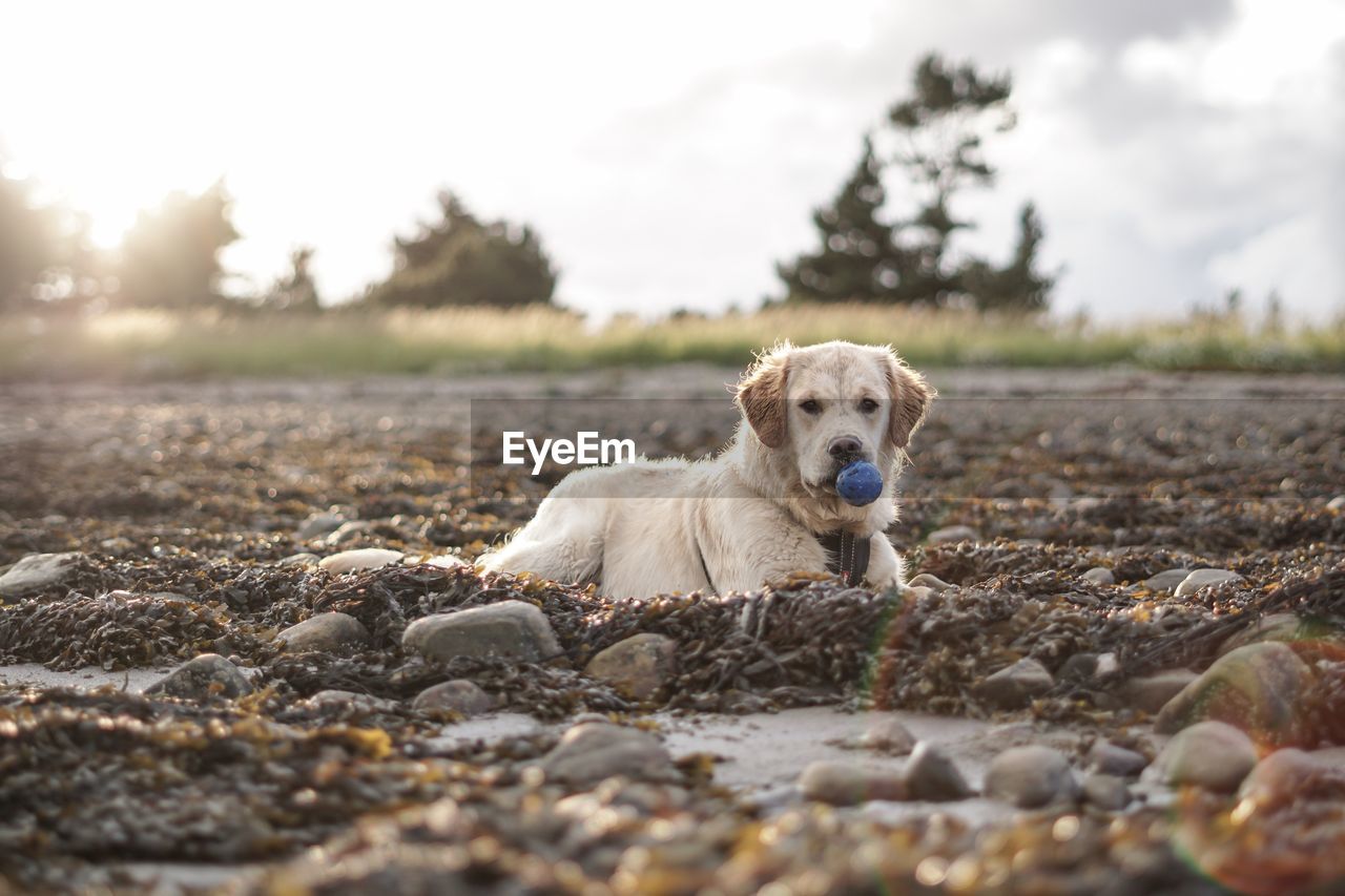 Portrait of dog on beach golden retriever 