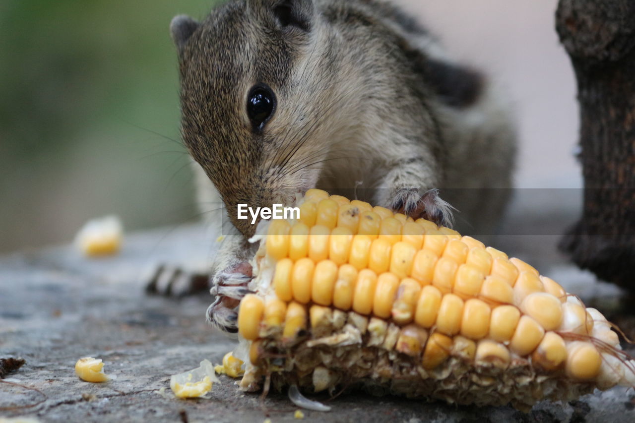 Close-up of squirrel eating corn