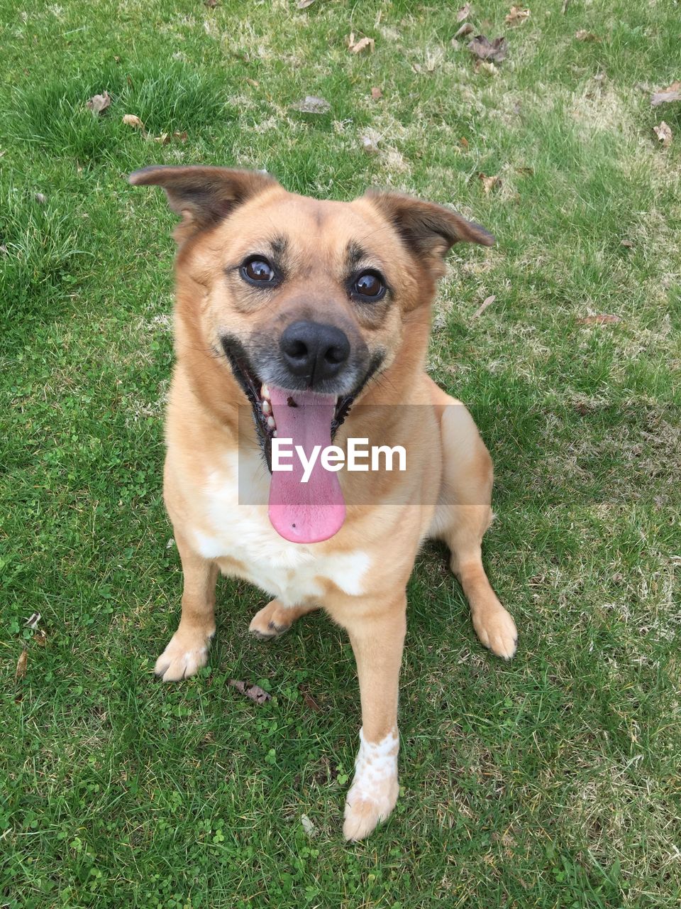 PORTRAIT OF DOG ON GRASS