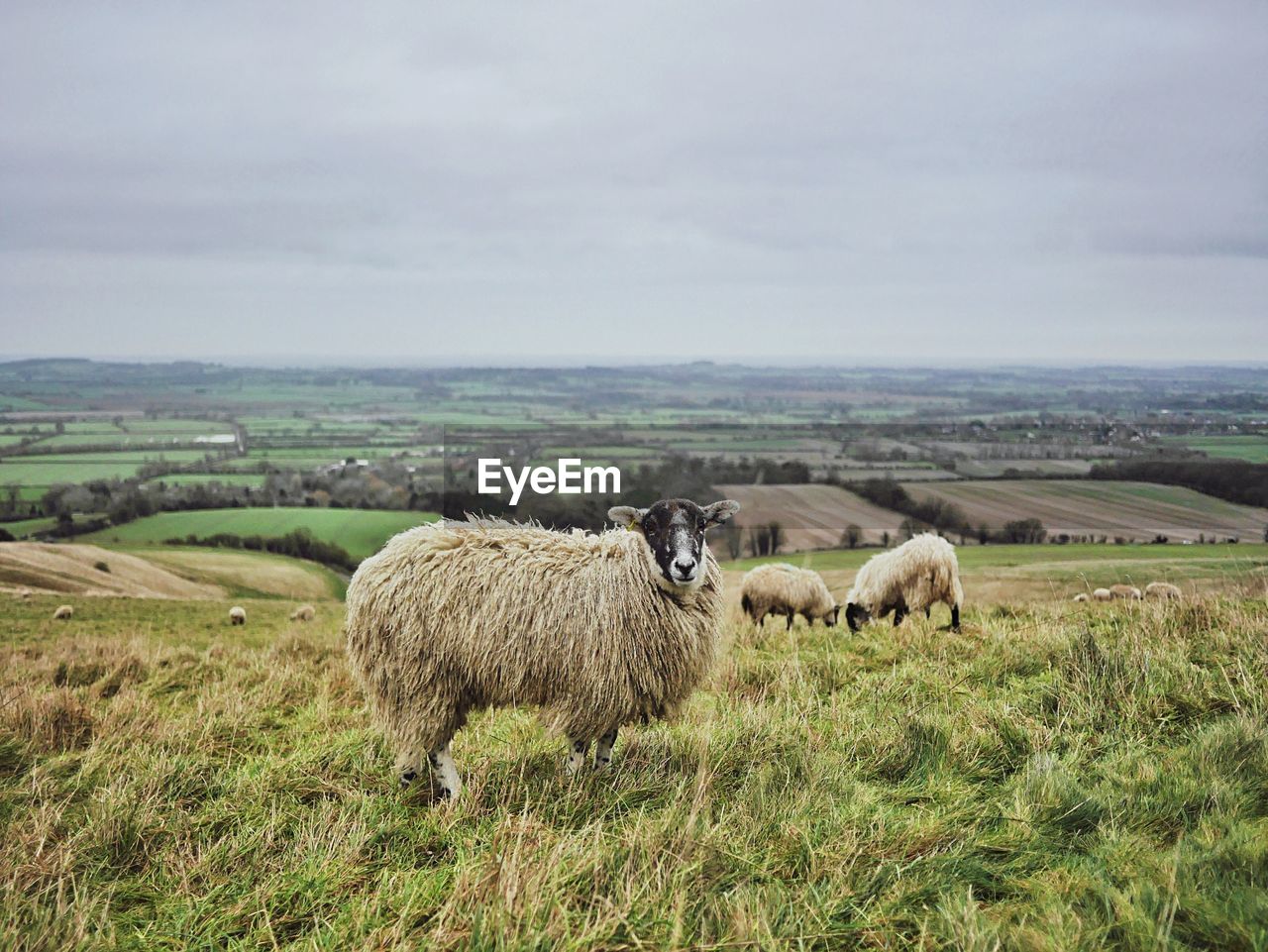 Sheep standing on grassy landscape against sky