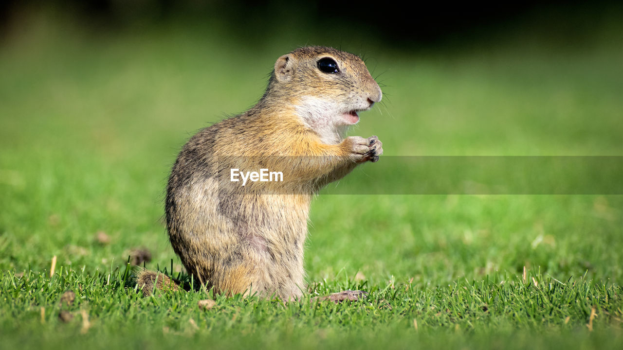 VIEW OF SQUIRREL ON ROCK