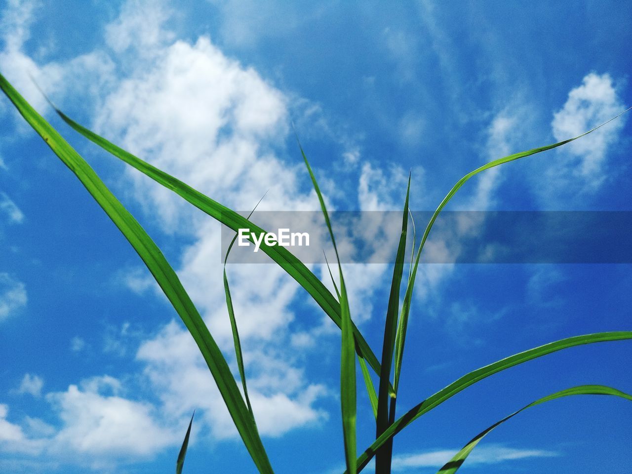 LOW ANGLE VIEW OF GRASS AGAINST SKY